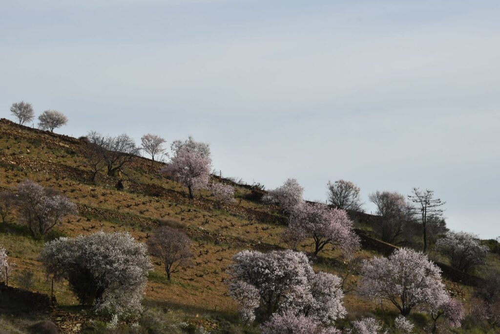 Viñedo de Arrebatacapas en la DOP Cebreros con almendros en flor.