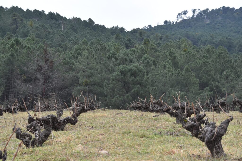 Primer plano de una cepa vieja y retorcida de Garnacha en vaso, sin hojas, mostrando la textura de su tronco centenario en un campo.