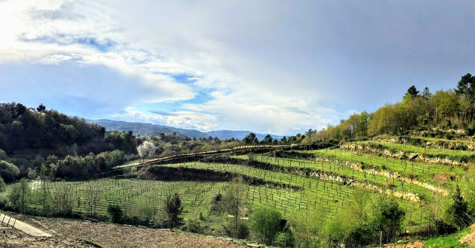 Vista de uno de los viñedos de Fazenda Agricola Augalevada