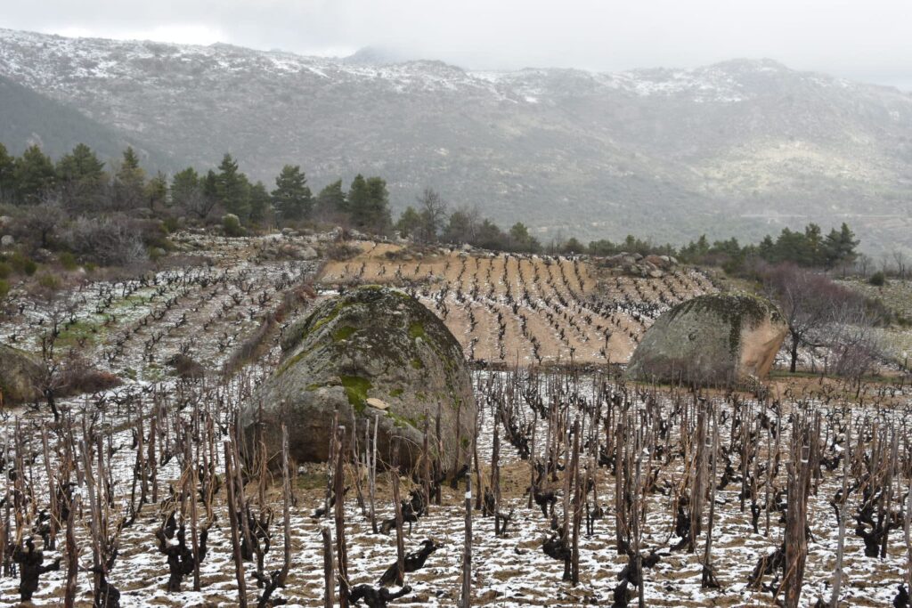 Viñedo de Navatalgordo con cumbres de Gredos al fondo