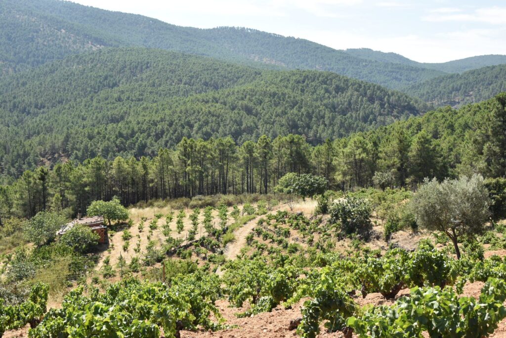 Paisaje de verano de un viñedo en una ladera de la Sierra de Gredos, con hileras de cepas verdes y un denso bosque de pinos y montañas al fondo.