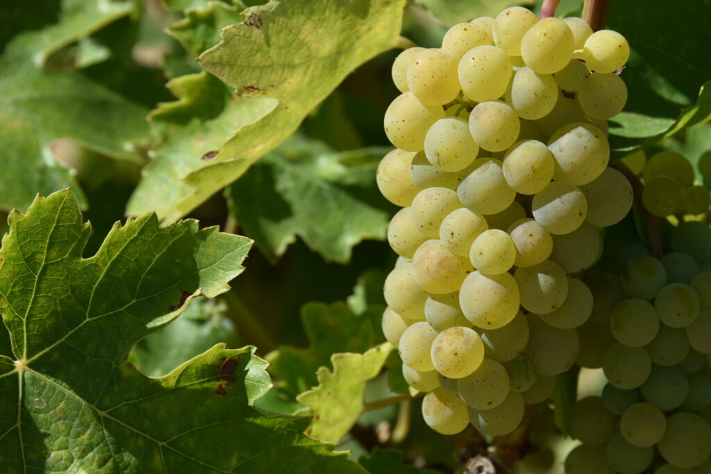 Primer plano de un racimo de uva Albillo Real, de color amarillo dorado y granos translúcidos, colgando de la vid.