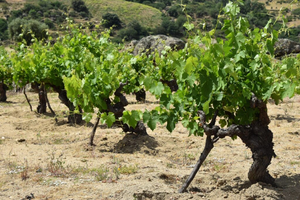 Primer plano de cepas viejas de Albillo Real plantadas en vaso, con troncos gruesos y retorcidos sobre un suelo arenoso en Cebreros.
