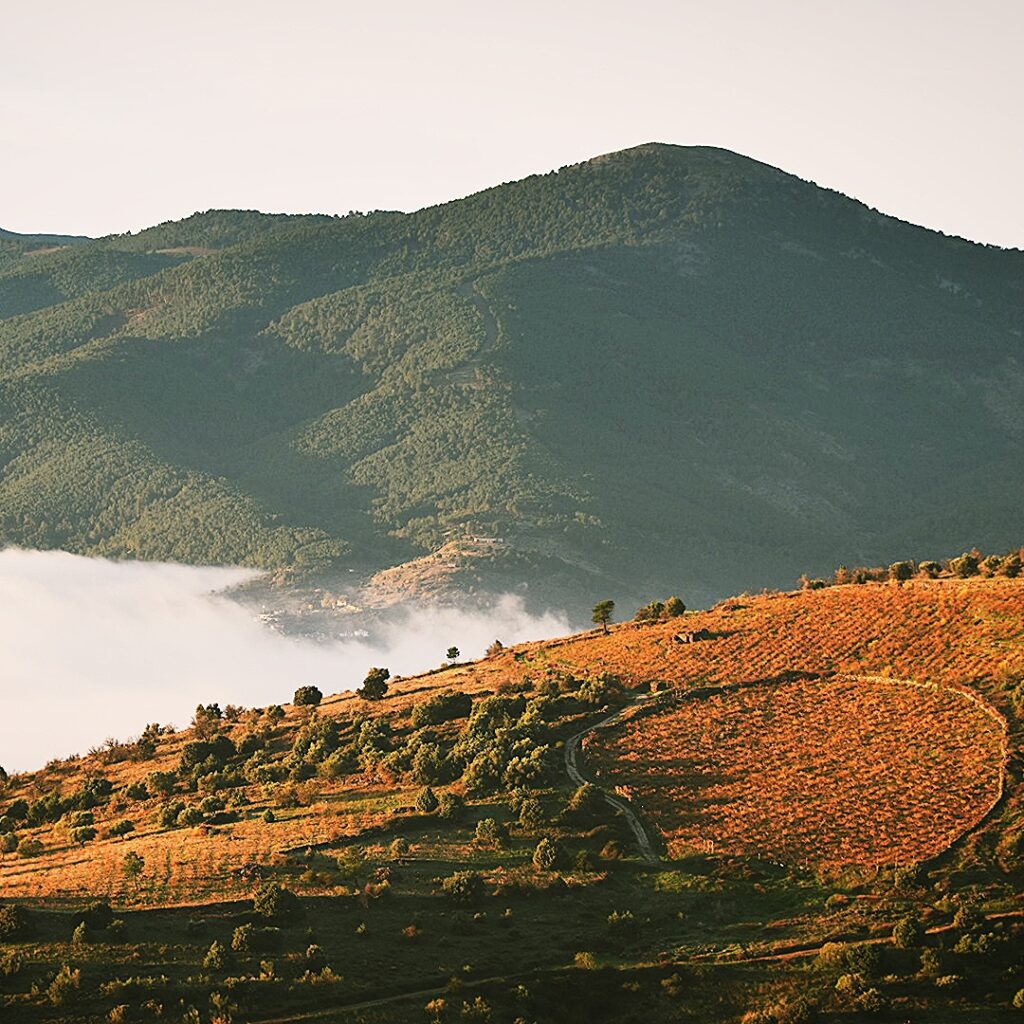 Paisaje de un viñedo en ladera en Cebreros al atardecer, con un mar de nubes en el valle y las montañas de la Sierra de Gredos al fondo.