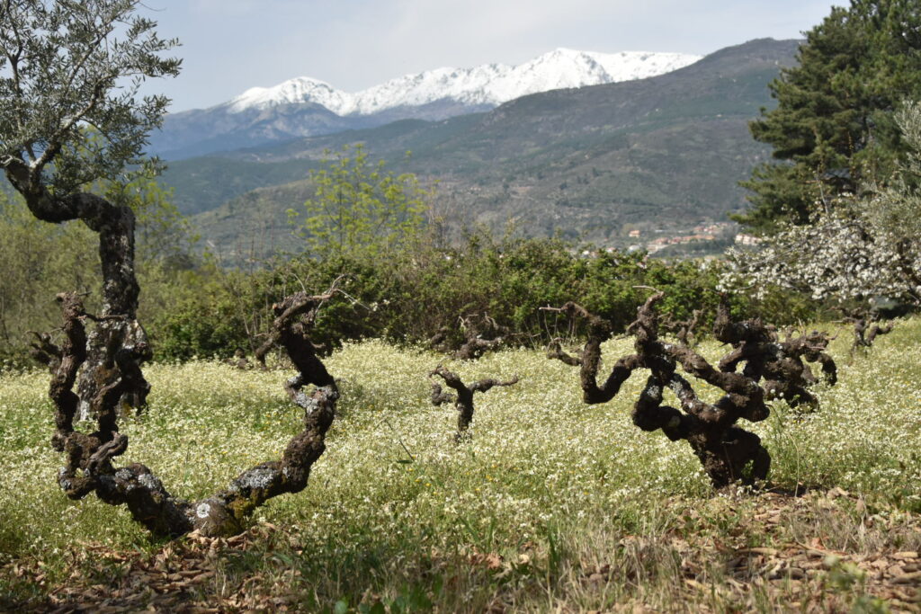 Viñas viejas y retorcidas en un campo de flores blancas con la Sierra de Gredos nevada al fondo, en la zona de San Esteban del Valle.