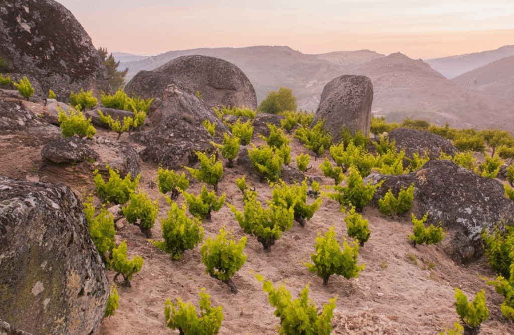 Viñedo Comando G La Bruja Gredos cepas garnacha granito piedras berrocales sierra montañas