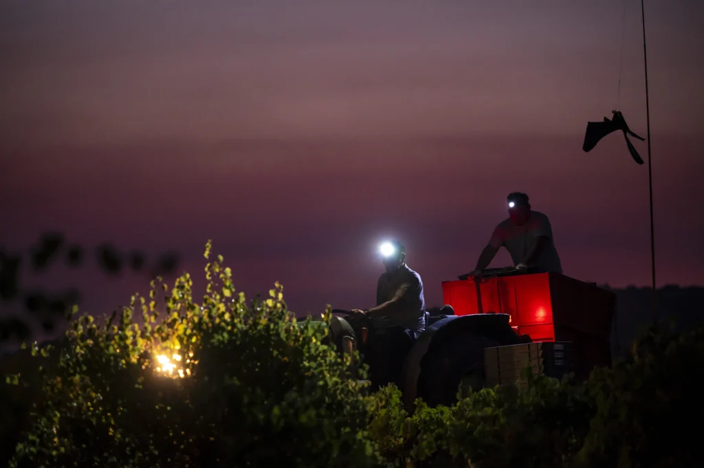 Viticultores con linternas frontales vendimiando uvas blancas durante la madrugada