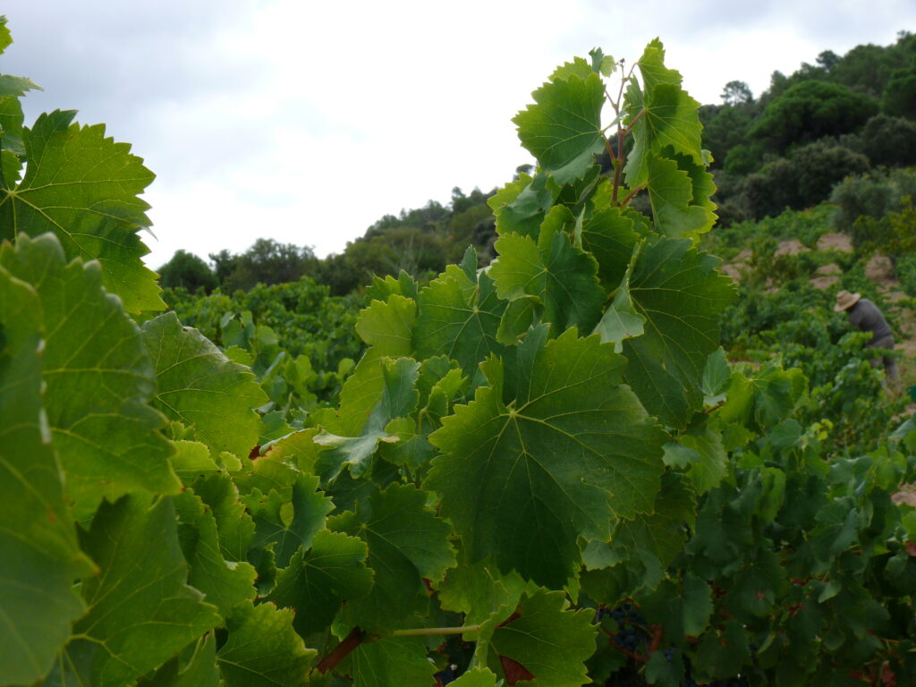 Primer plano de las hojas verdes y frondosas de una cepa de Garnacha en la Sierra de Gredos, con un viticultor trabajando al fondo.