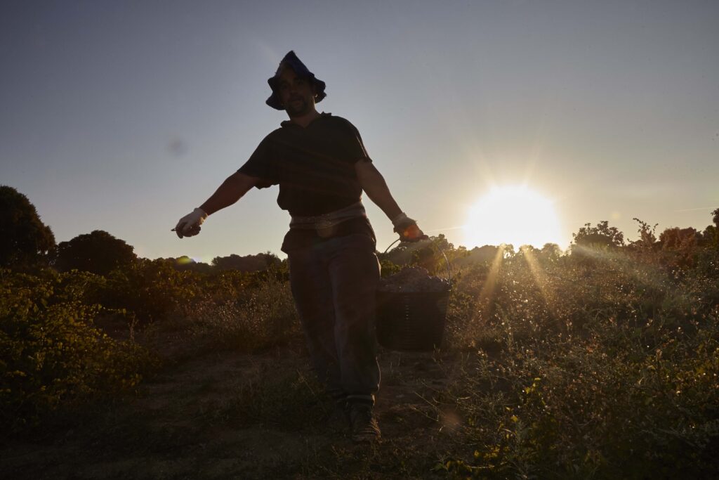 Un vendimiador a contraluz camina por el viñedo cargando una cesta de uvas al amanecer o atardecer en la Sierra de Gredos.