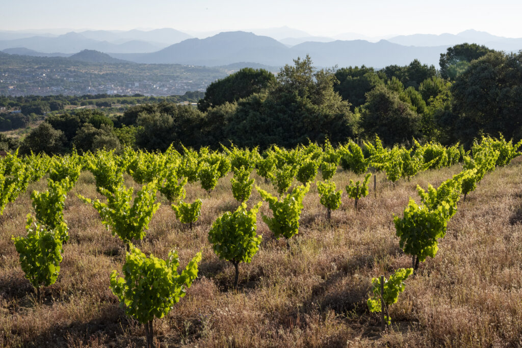 Viñedo de cepas en vaso con brotes verdes y un fondo de montañas y un pueblo en el valle, característico de la Sierra de Gredos.