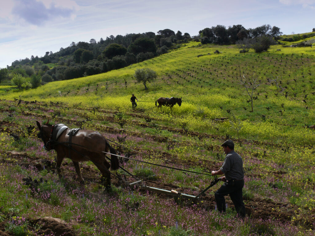 Dos agricultores arando un viñedo en ladera con mulas, en un campo cubierto de flores amarillas y moradas en la Sierra de Gredos.