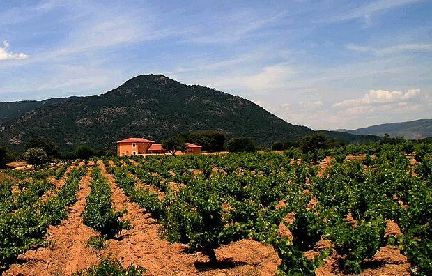 Paisaje de los viñedos y la bodega de Bodegas Valleyglesias en San Martín de Valdeiglesias, con la Sierra de Gredos al fondo.