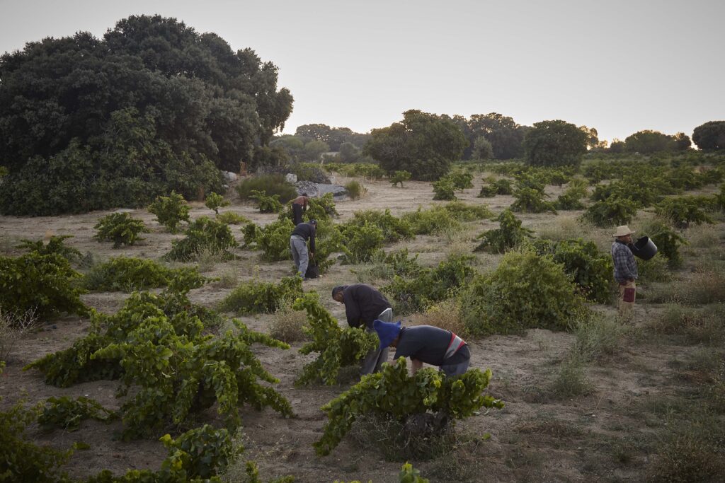 Vendimia manual en San Martín de Valdeiglesias