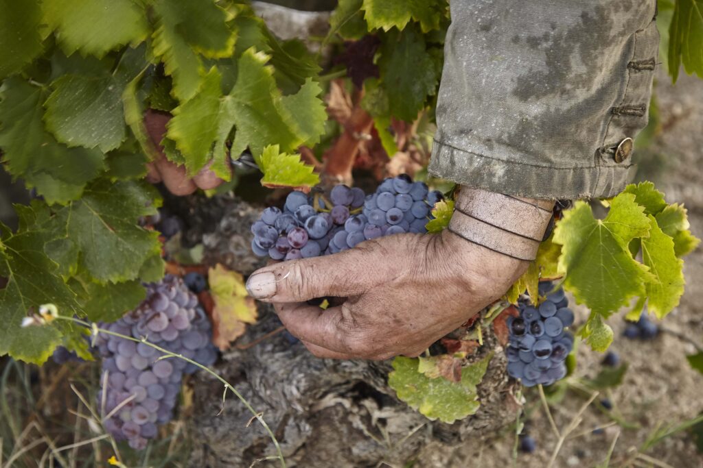 Viticultor trabajando viñas centenarias de Garnacha en San Martín de Valdeiglesias