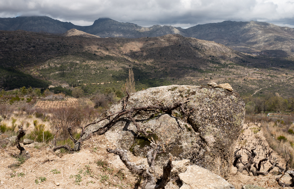 Roca grande de granito en primer plano rodeada de cepas viejas y retorcidas, con un paisaje montañoso y seco de la Sierra de Gredos al fondo bajo un cielo nublado.