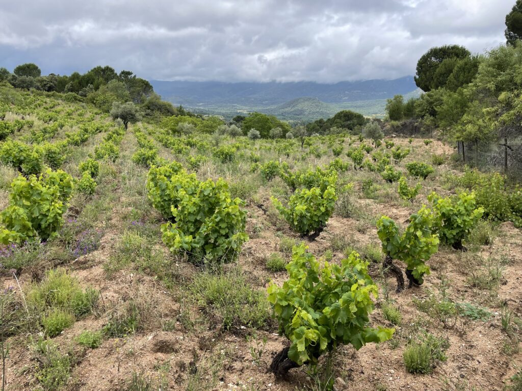Viñedos de San Martín de Valdeiglesias con la Sierra de Gredos al fondo