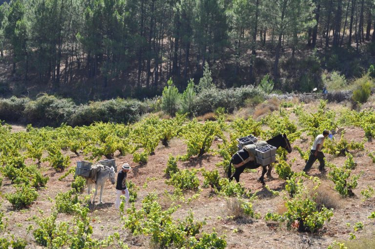 Vendimia manual en viñedo en pendiente de montaña con suelo de pizarra, donde se utilizan dos mulos para el transporte de las cajas de uva.