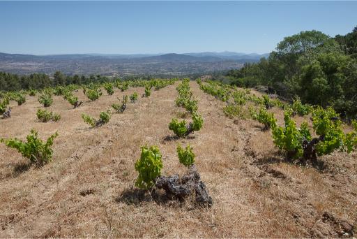 Viñedo en ladera Los Chorrancos en El Tiemblo, Ávila, con cepas pequeñas en espaldera y suelo seco de tonos ocres, con vistas a un valle y montañas azules.