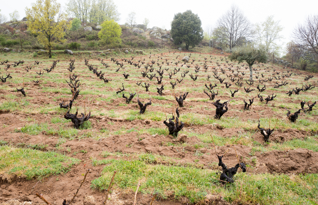Amplio viñedo en ladera con muchas cepas viejas podadas en vaso en suelo de tierra rojiza con hierba, y árboles en la parte superior del cerro.