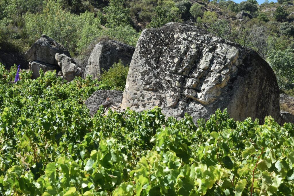 Viñedo de cepas bajas rodeado de enormes formaciones rocosas de granito bajo un cielo despejado en la Sierra de Gredos.