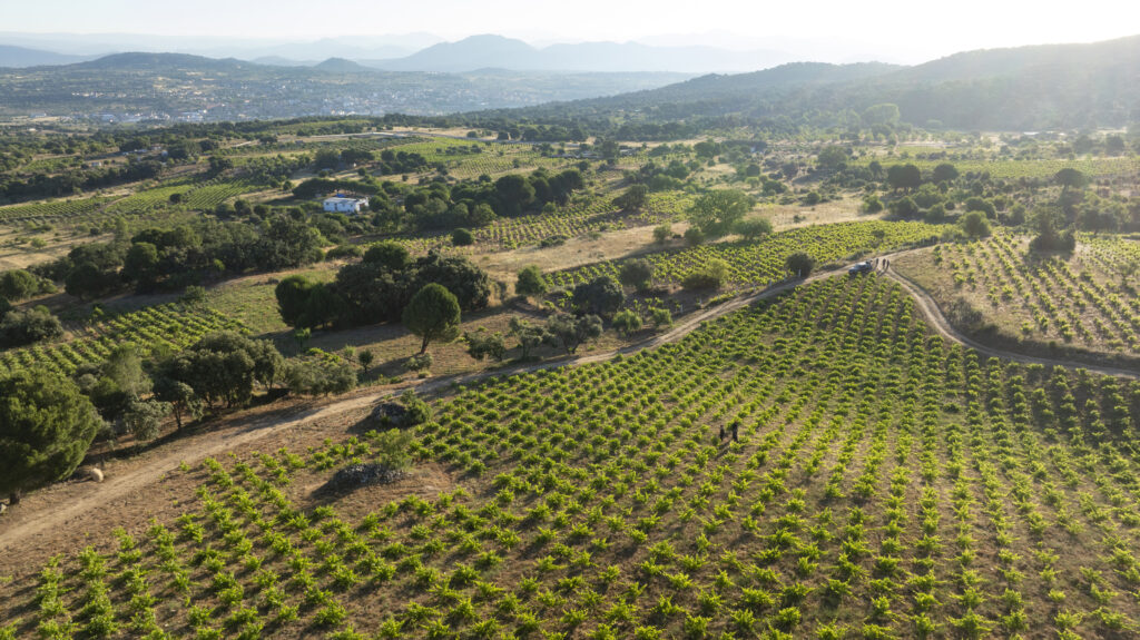 Vista de dron de viñedos en ladera con filas de cepas bien cuidadas, parcelas de olivos y robles, con un pueblo y montañas al fondo bajo el sol del atardecer.