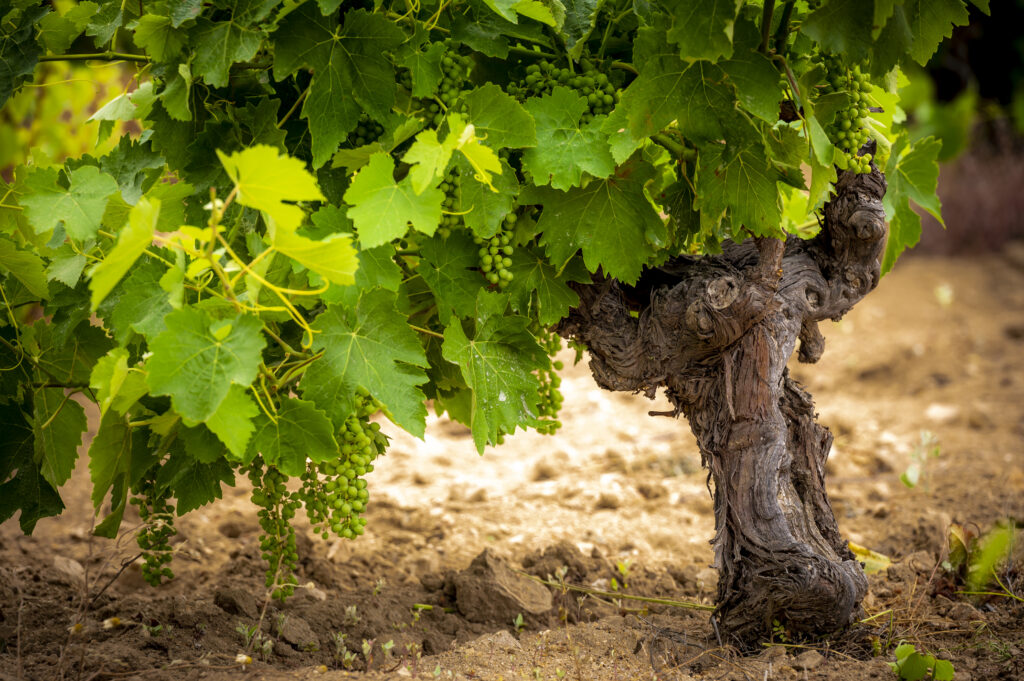 Primer plano de un tronco de cepa de vid viejo y retorcido, con hojas verdes frondosas y racimos de uva verde inmadura colgando.