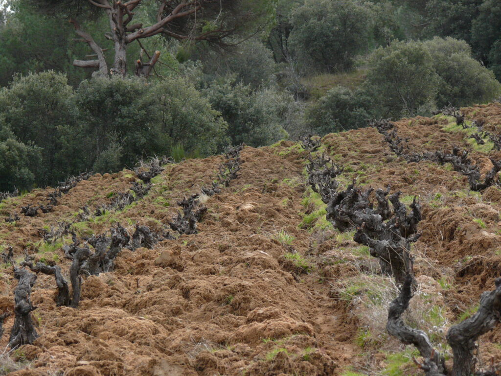 Cepas viejas en vaso sobre suelo granítico descompuesto viñedos Bernabeleva Gredos biodinámica