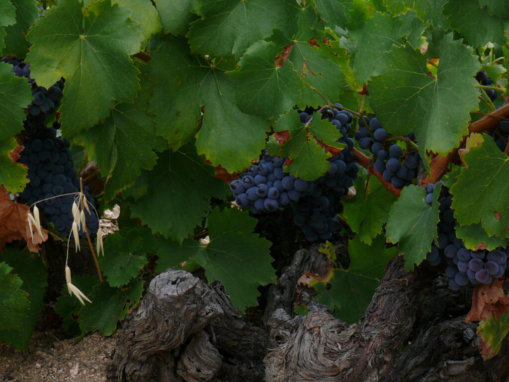 Cepa Garnacha centenaria con racimos sobre granito viñedos plantados 1920 Bernabeleva Gredos
