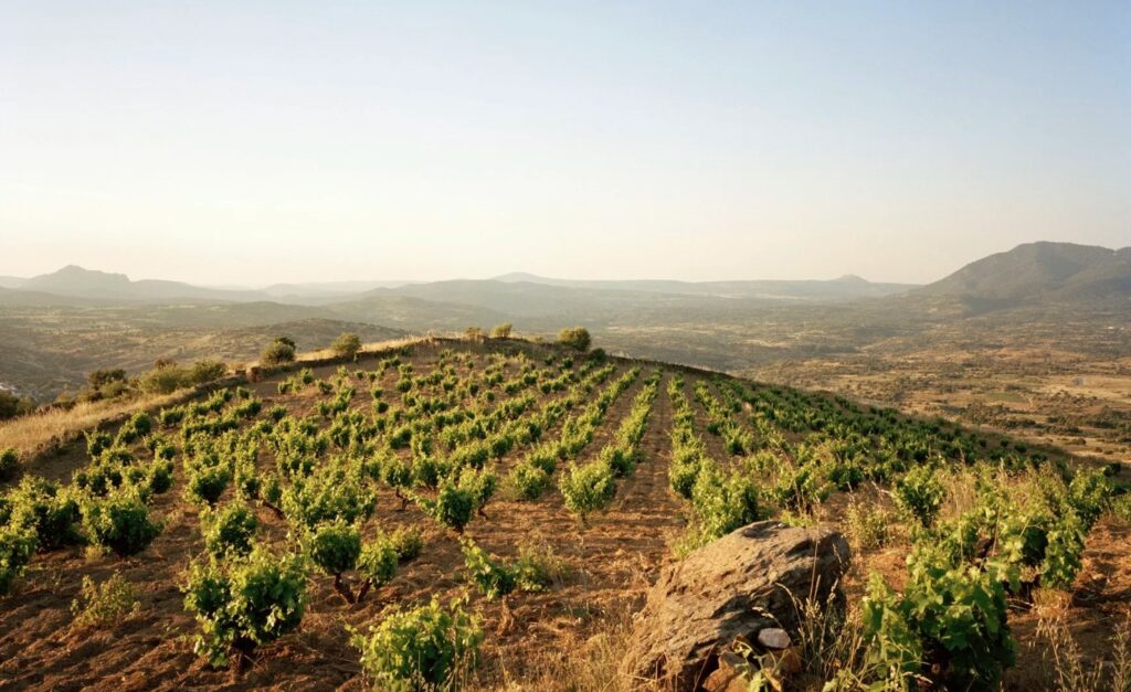 Viñedos de Garnacha en laderas de pizarra en Cebreros, Sierra de Gredos, proyecto Pegaso de Telmo Rodríguez