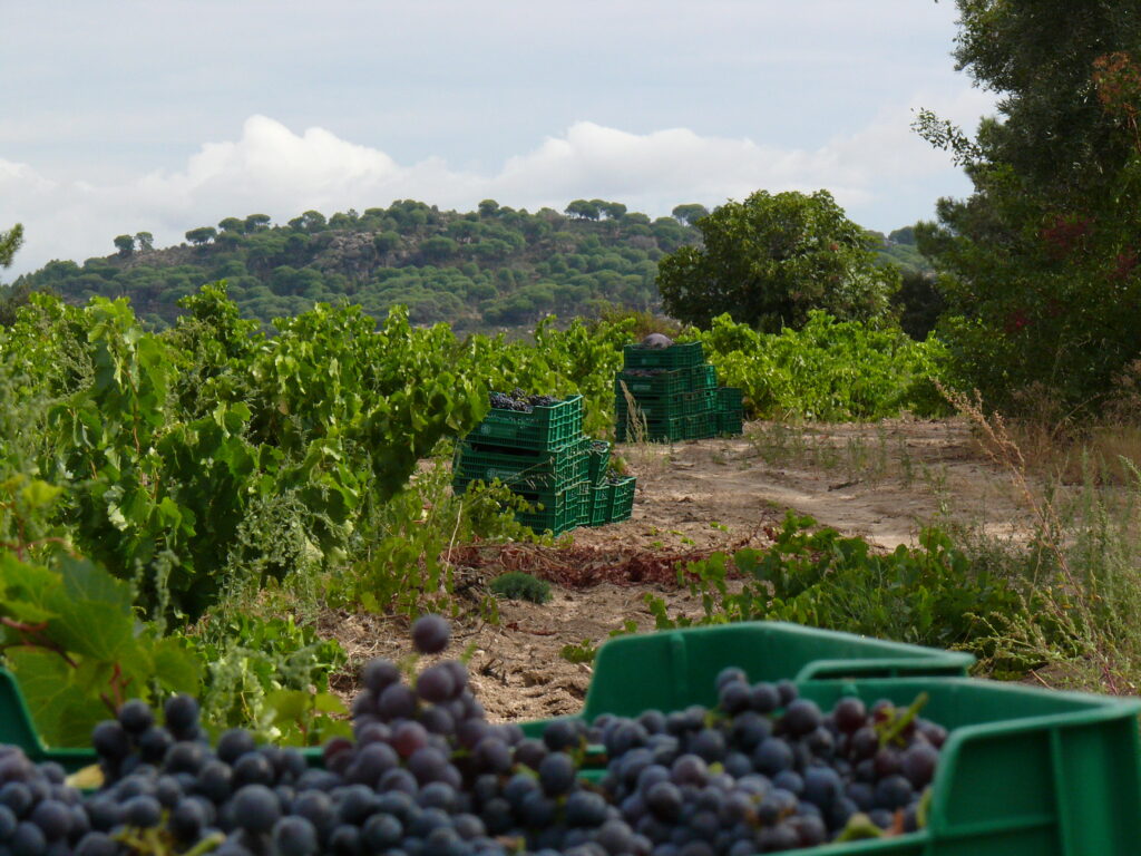 Vendimia manual cajas pequeñas Garnacha Bernabeleva selección racimo San Martín Valdeiglesias