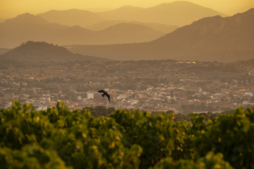 Viñedos de la Sierra de Gredos al atardecer con montañas al fondo - zona vitivinícola Madrid