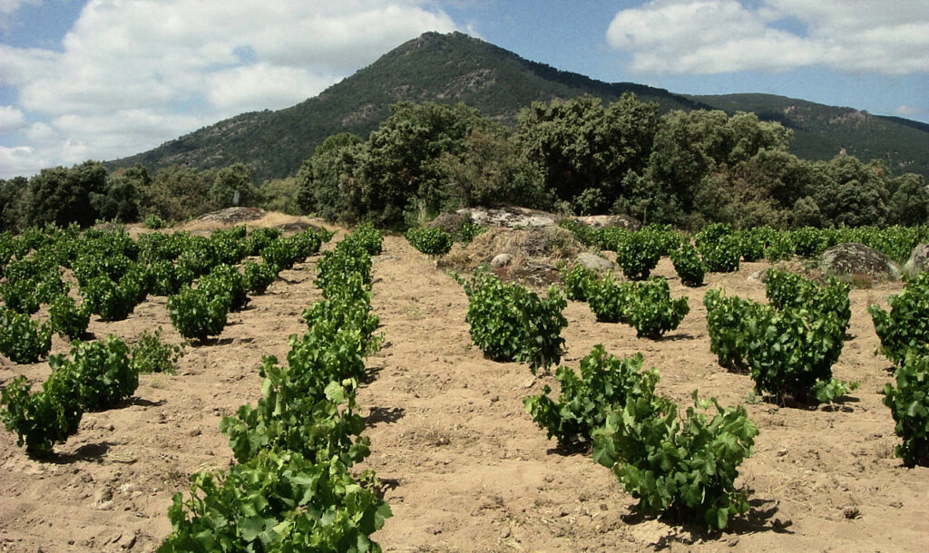 Afloramiento granítico viñedos otoñales Bernabeleva Sierra Gredos terruño mineralidad vinos