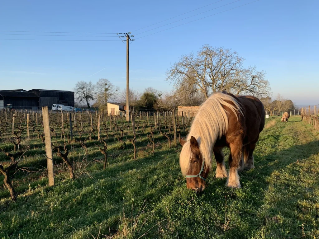 Caballo pastando hierba entre las filas de un viñedo al atardecer.