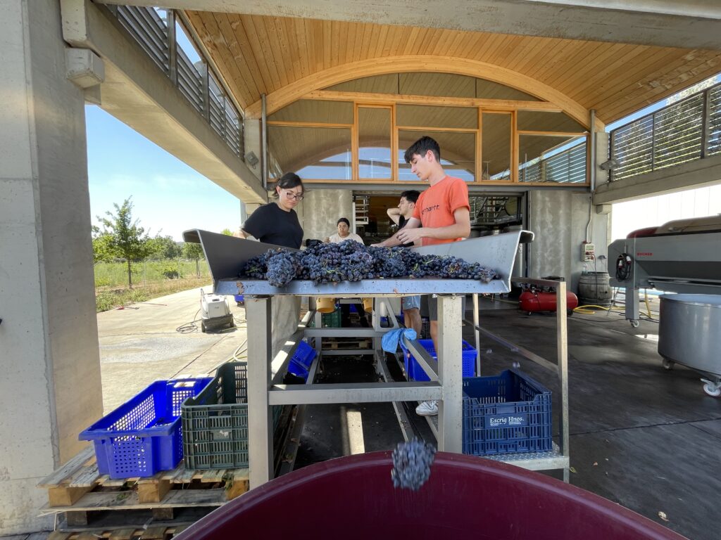 Selección manual uva vendimia trabajo artesanal bodega Gredos calidad racimo elaboración vino premium