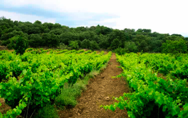Filas de viñedo verde sobre suelo marrón, rodeadas de encinas y monte bajo.