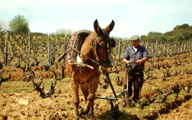 Viñedo de cepas viejas labrado con ayuda de un animal de tiro guiado por un viticultor.